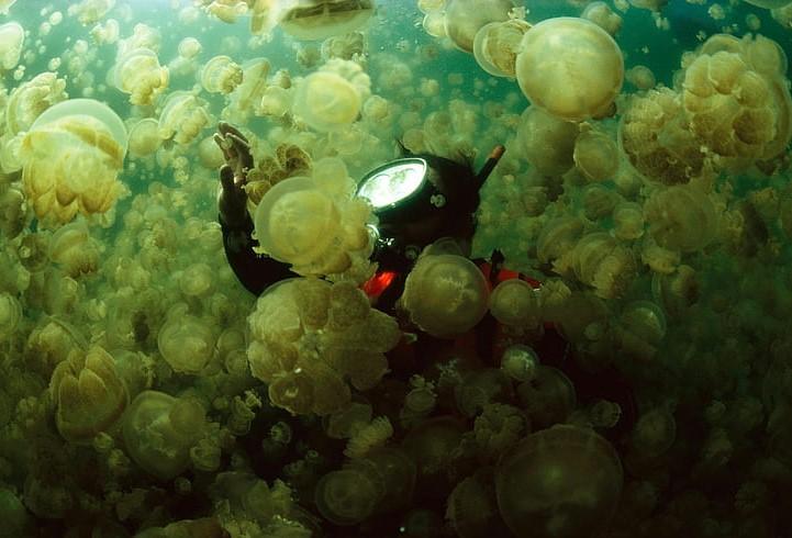 Jellyfish Lake 